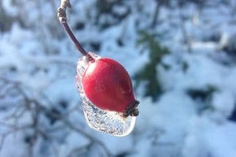 Đotiš nedjeljni bioritam (09. januar - 15. januar)