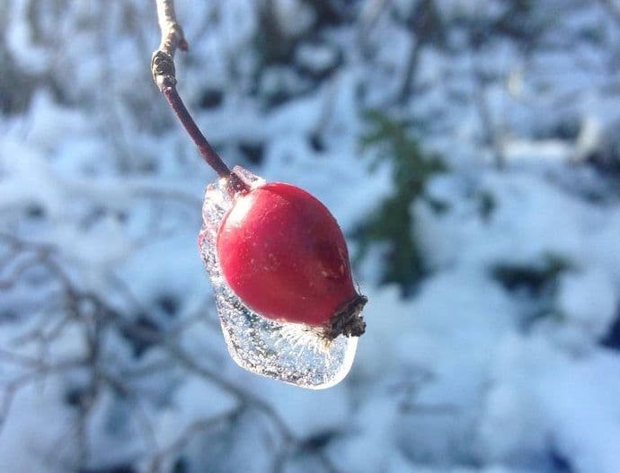 Đotiš nedjeljni bioritam (09. januar - 15. januar) Đotiš nedjeljni bioritam (09. januar - 15. januar)