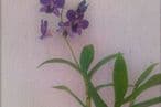 5873f102-0404-4d79-aec2-744e0a0a0a69-dendrobium-lila-2.jpg