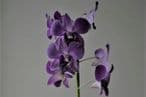 5873f103-d0c0-41cd-b123-74530a0a0a69-dendrobium-phalaenopsis.jpg