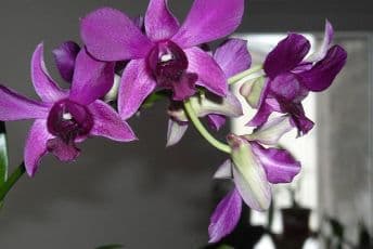 Evo zašto bi svako domaćinstvo trebalo da ima orhideju Evo zašto bi svako domaćinstvo trebalo da ima orhideju
