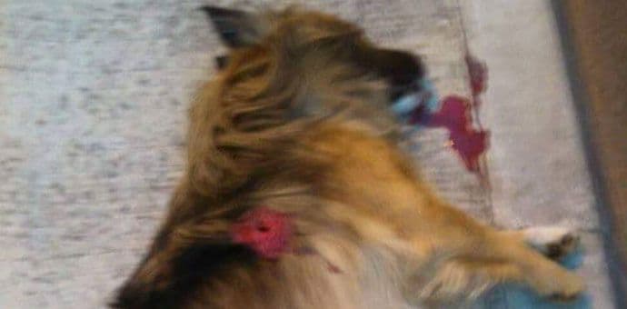 Ubijen pas na Zabjelu Ubijen pas na Zabjelu