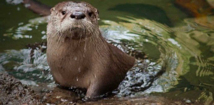 Upoznajte crnogorske rijeke kojima prijeti nestajanje Upoznajte crnogorske rijeke kojima prijeti nestajanje