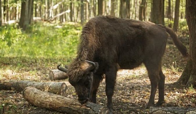 Evropom će uskoro šetati krave veličine slona? Evropom će uskoro šetati krave veličine slona?
