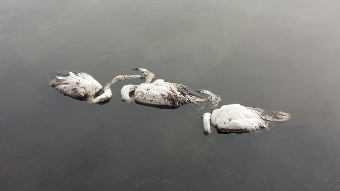 Od posljedica hladnoće stradalo na desetine flamingosa na Solani Od posljedica hladnoće stradalo na desetine flamingosa na Solani