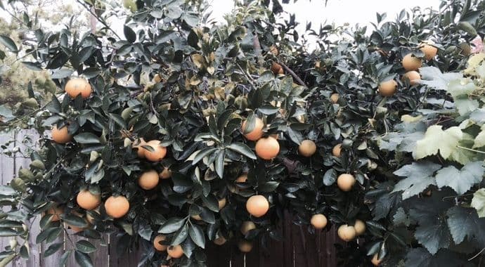 Smrzava se sok u lišću citrusa Smrzava se sok u lišću citrusa