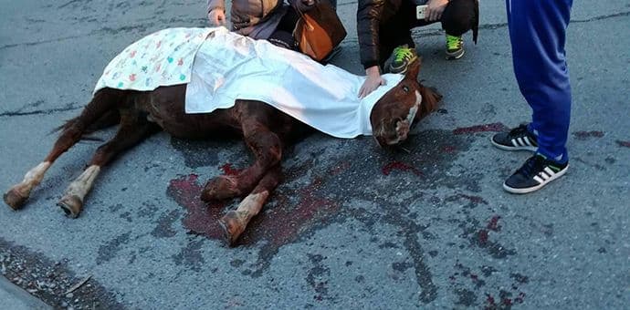 Stari aerodrom: Okončana agonija, uspavan teško povrijeđeni konj (Foto) Stari aerodrom: Okončana agonija, uspavan teško povrijeđeni konj (Foto)