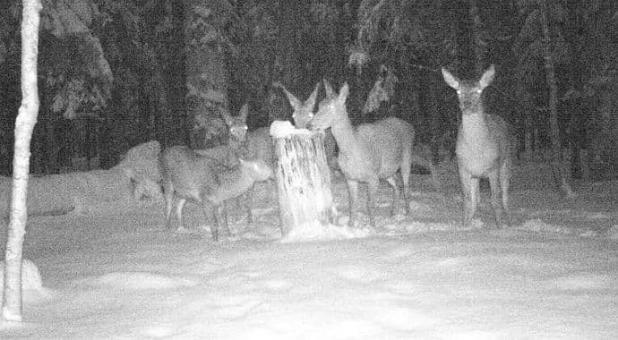 Nadzornici NPCG redovno prihranjuju divljač Nadzornici NPCG redovno prihranjuju divljač