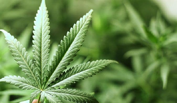 Grčka izdala prve licence za uzgoj kanabisa u medicinske svrhe Grčka izdala prve licence za uzgoj kanabisa u medicinske svrhe