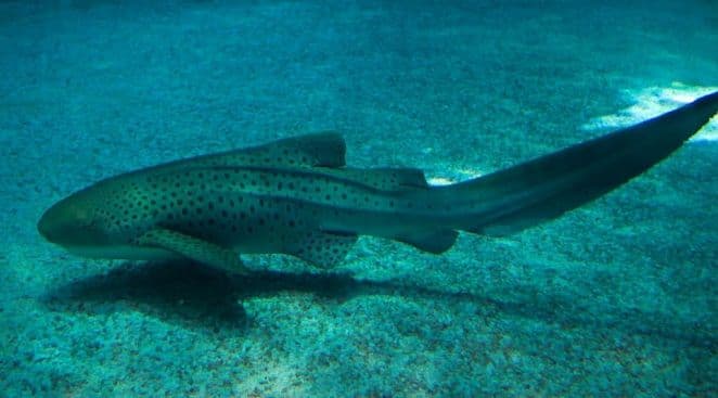 Naučnici zapanjeni: Ženka ajkule rodila mladunce, a mužjaka nije bilo ni blizu Naučnici zapanjeni: Ženka ajkule rodila mladunce, a mužjaka nije bilo ni blizu