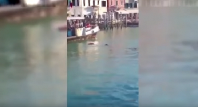 VIDEO: Izbjeglica se utopio, prolaznici snimali VIDEO: Izbjeglica se utopio, prolaznici snimali