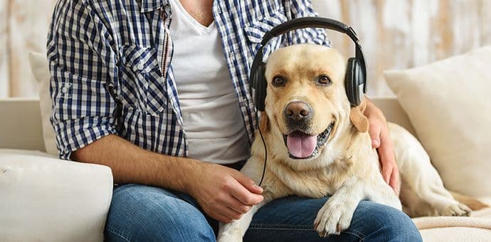 Psi najviše vole da slušaju rege i soft rok Psi najviše vole da slušaju rege i soft rok