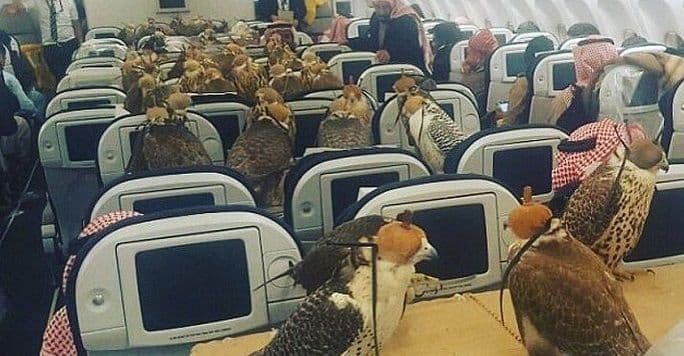 Saudijski princ zakupio avion: Među putnicima 80 jastrebova Saudijski princ zakupio avion: Među putnicima 80 jastrebova