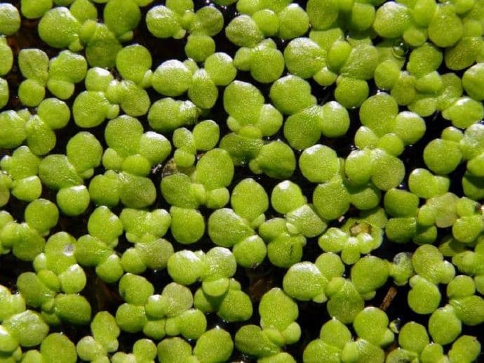 Naučnici: Ova biljka je hrana budućnosti Naučnici: Ova biljka je hrana budućnosti