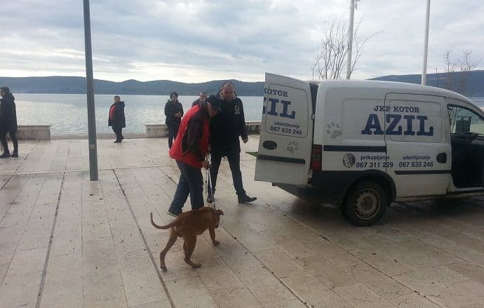 Tivat: Pit bul usmrtio psa i napao djevojčicu! Tivat: Pit bul usmrtio psa i napao djevojčicu!