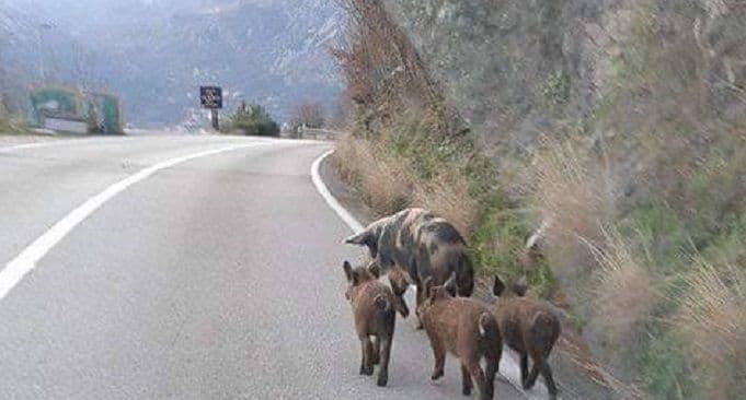 Kuda idu divlje svinje? Kuda idu divlje svinje?