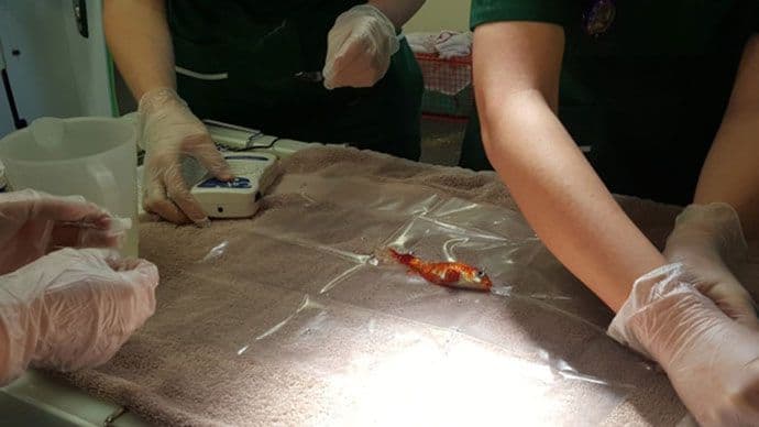 Britanska porodica platila 230.000 eura za operaciju zlatne ribice Britanska porodica platila 230.000 eura za operaciju zlatne ribice