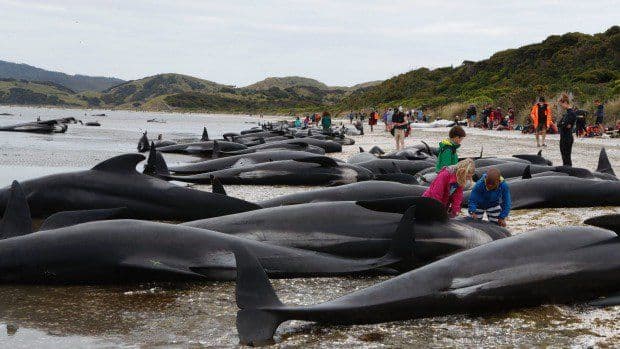 Novi Zeland: Uginulo 300 kitova Novi Zeland: Uginulo 300 kitova