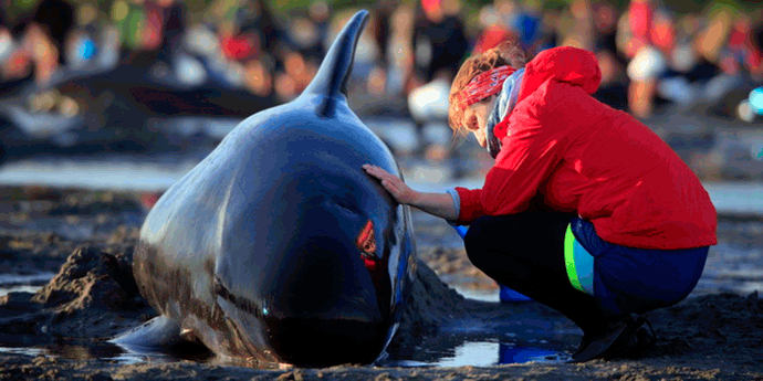 Nova grupa kitova nasukala se na obali Novog Zelanda Nova grupa kitova nasukala se na obali Novog Zelanda