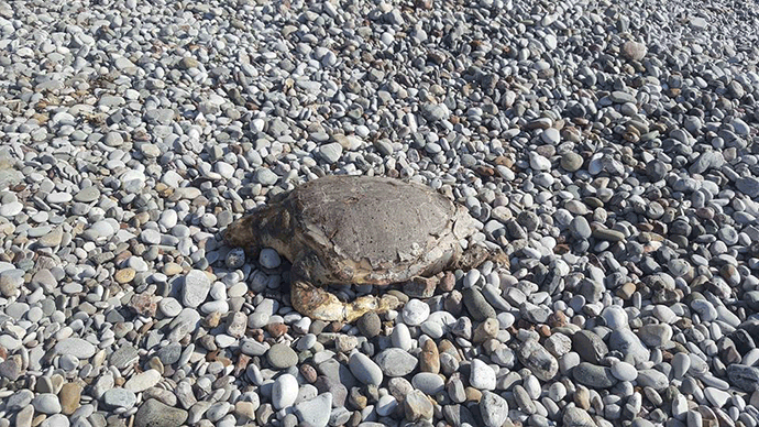 Bar: Tužan kraj priče o kornjači Bar: Tužan kraj priče o kornjači