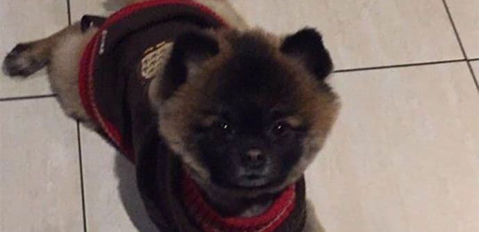 Nestao pas pomeranac, nalazaču nagrada 500 eura Nestao pas pomeranac, nalazaču nagrada 500 eura