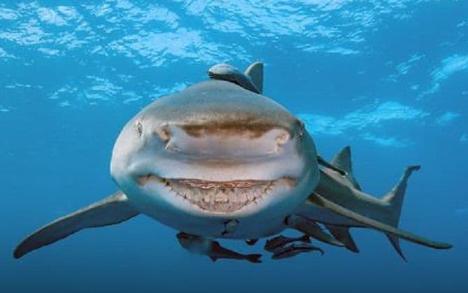 SMRTONOSNI OSMJEH: Vodama Floride pliva jedna neobična ajkula! SMRTONOSNI OSMJEH: Vodama Floride pliva jedna neobična ajkula!