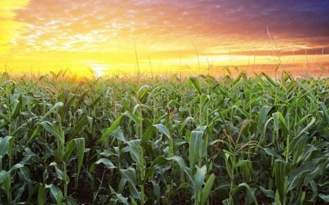 Što je planeta toplija, to je hrana nekvalitetnija Što je planeta toplija, to je hrana nekvalitetnija