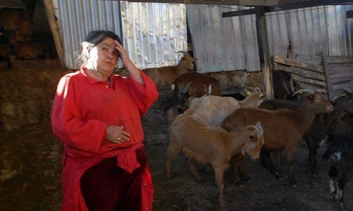 FOTO: Psi zaklali 24 koze u Sutomoru FOTO: Psi zaklali 24 koze u Sutomoru