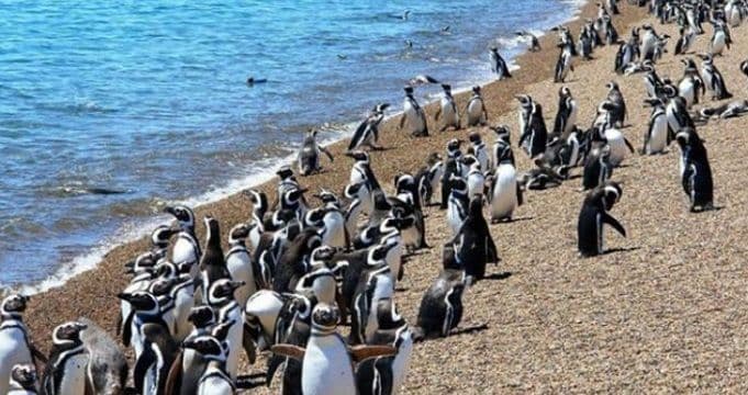 Naučnici u čudu: Milioni pingvina okupirali tropske države (VIDEO) Naučnici u čudu: Milioni pingvina okupirali tropske države (VIDEO)