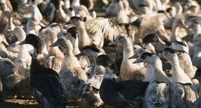 U Španiji pronađen veoma zarazan virus ptičijeg gripa H5N8 U Španiji pronađen veoma zarazan virus ptičijeg gripa H5N8