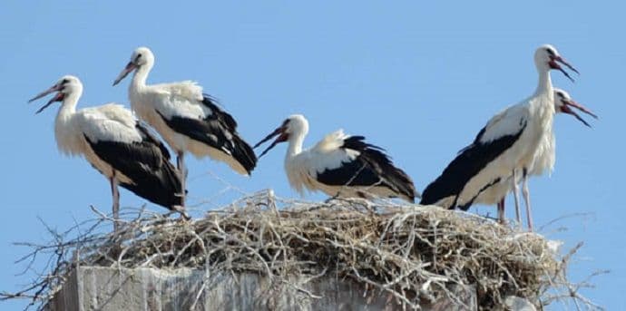 Da li su nas napustile rode? Da li su nas napustile rode?