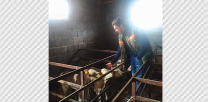 Čudo na Acovoj farmi: Šarulja otelila troje bez ičije pomoći Čudo na Acovoj farmi: Šarulja otelila troje bez ičije pomoći