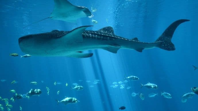 Naučnici: Loša budućnost za okeane Naučnici: Loša budućnost za okeane