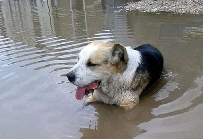 Otrovani psi u Nikšiću Otrovani psi u Nikšiću