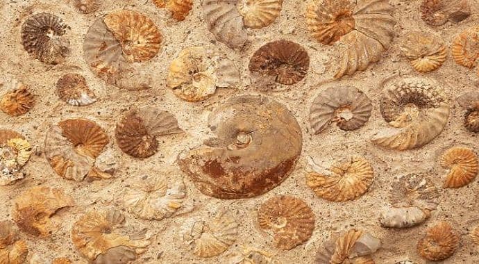 Pronađeni tragovi najstarijih životnih formi na Zemlji? Pronađeni tragovi najstarijih životnih formi na Zemlji?