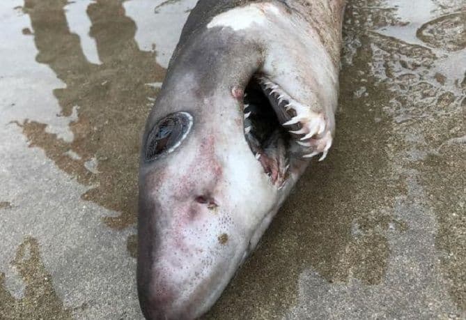 Prvi put primjećena krokodil ajkula Prvi put primjećena krokodil ajkula