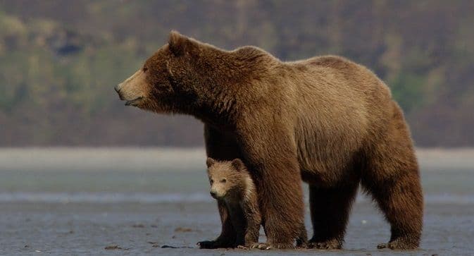 Danas je Svjetski dan divljih vrsta Danas je Svjetski dan divljih vrsta