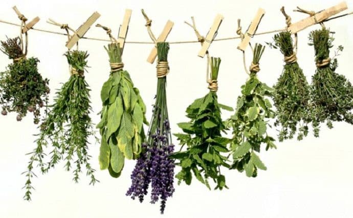 Uskoro prvi crnogorski sajt ljekovitih biljaka Uskoro prvi crnogorski sajt ljekovitih biljaka