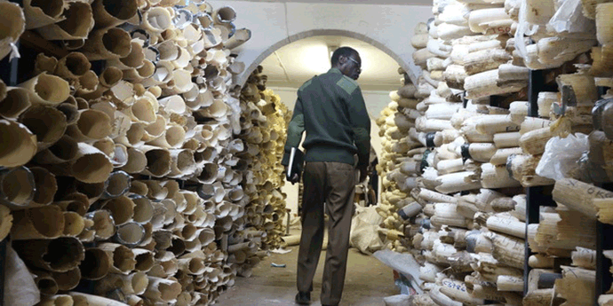 Lovokradici iz DiKapriovog dokumentarca 12 godina zatvora Lovokradici iz DiKapriovog dokumentarca 12 godina zatvora