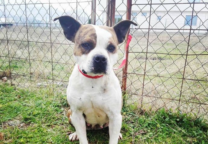 NVO “Ruka šapi”: Prvi “Open day” NVO “Ruka šapi”: Prvi “Open day”