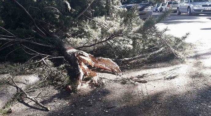 Podgorica: Vjetar odlomio poveću granu (Foto) Podgorica: Vjetar odlomio poveću granu (Foto)