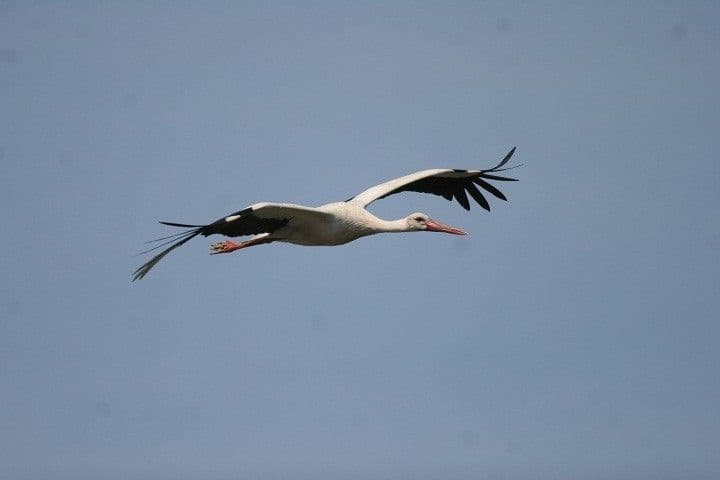 Kod Budoša 20 bijelih roda Kod Budoša 20 bijelih roda