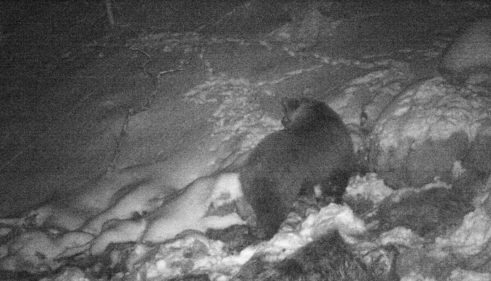Kamere snimile rijetke mrke medvjede u NP "Biogradska gora" (Foto) Kamere snimile rijetke mrke medvjede u NP "Biogradska gora" (Foto)