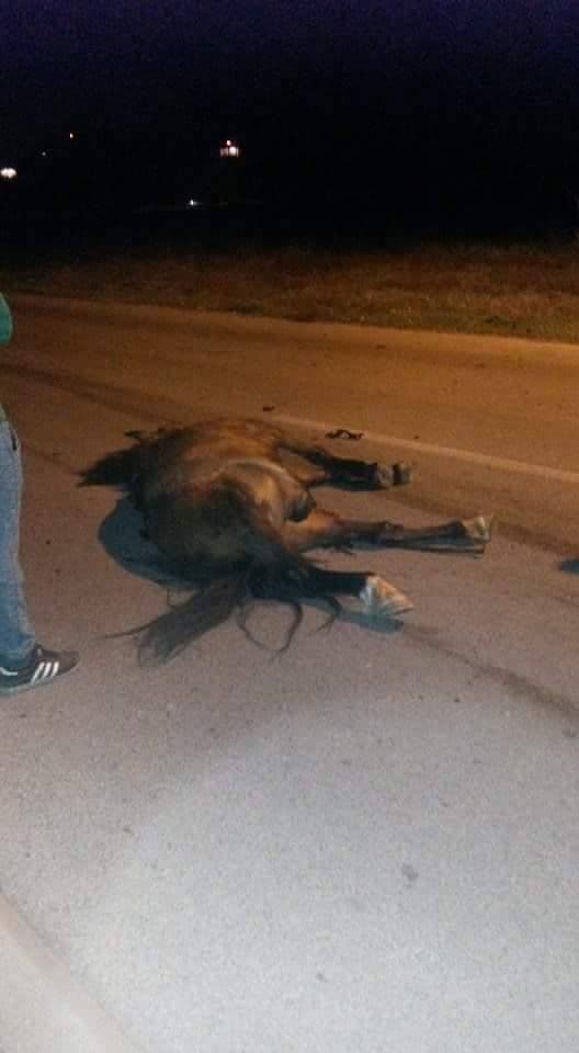 Konj stradao u udesu Konj stradao u udesu
