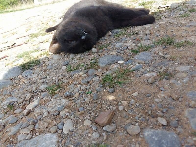 Novi slučaj trovanja mačaka na Starom aerodromu Novi slučaj trovanja mačaka na Starom aerodromu