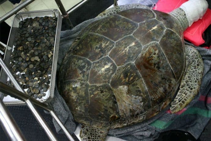 Kornjača puna novčića uginula poslije druge operacije Kornjača puna novčića uginula poslije druge operacije