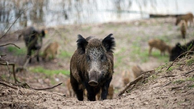 Rim u panici od veprova: Najezda divljih svinja odnijela prvu žrtvu Rim u panici od veprova: Najezda divljih svinja odnijela prvu žrtvu