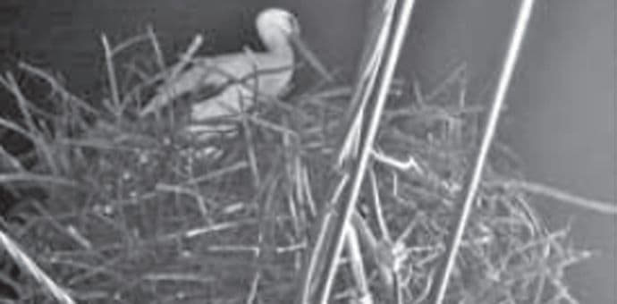 Vratila se Perka? Vratila se Perka?