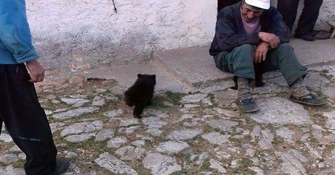 Mečići mrkog medvjeda kućni ljubimci porodice Simović Mečići mrkog medvjeda kućni ljubimci porodice Simović