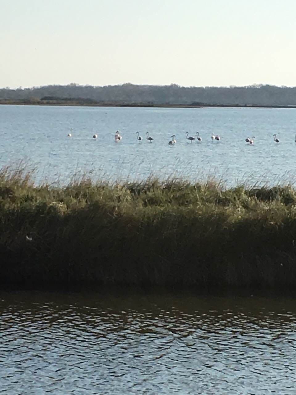Na Solani izbrojano preko 350 jedinki flamingosa Na Solani izbrojano preko 350 jedinki flamingosa